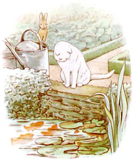 池のそばできんぎょを見つめる白いねこ